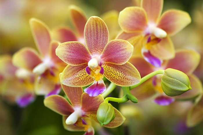 culture Vietnam orchidée
